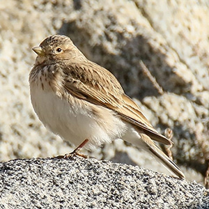 Asian Short-toed Lark